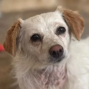 Rebell, geb. ca. 03 2023, lebt auf einer Pflegestelle in 79576 Weil am Rhein