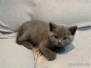 Wunderschönes BKH-Kitten sucht liebevolles Zuhause   