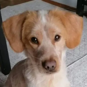 Hugo, geb. ca. 04 2024, lebt in GRIECHENLAND, auf einer privaten Pflegestelle 