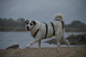 Motte, ein Herz auf vier Pfoten