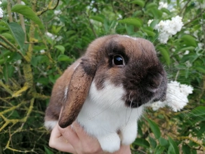 Zahme Zwergwidderdame (Zwergkaninchen)