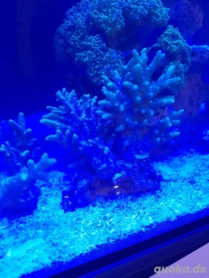 Sinularia notanda - gelbe Fingerlederkoralle