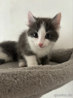 4 Katzenbabys abzugeben  Bild 2