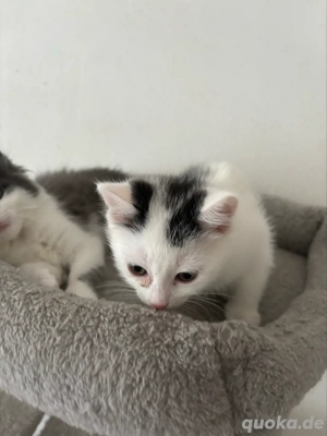 4 Katzenbabys abzugeben  Bild 3