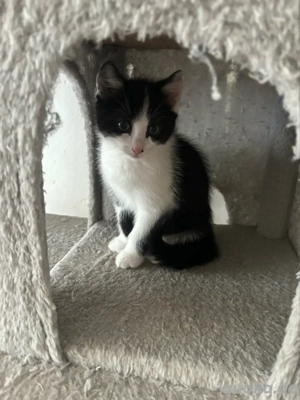 4 Katzenbabys abzugeben  Bild 5