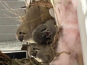 Zebrafinken zu verschenken 