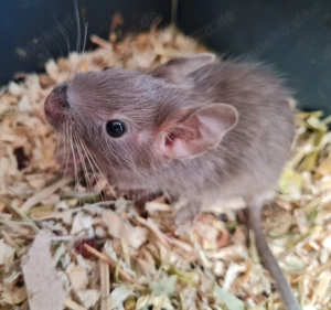 Degus suchen ein schönes neues Zuhause!