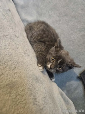 Kitten suchen ein neues zuhause