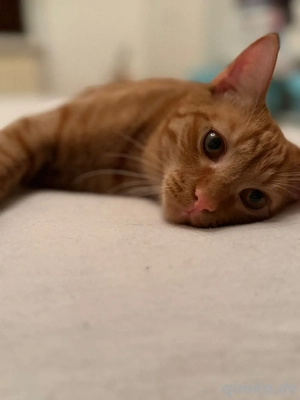 kätzen suchen ein neues zuhause 