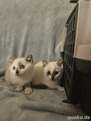 kitten suchen ein neues zuhause