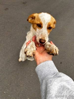 sweety, 7 mon jung sucht ein zuhsuse 