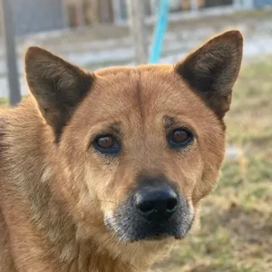 Foxita, geb. ca. 04 2020, lebt in GRIECHENLAND, im städt. Tierheim Serres 