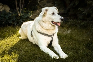 Brix, 8 Jahre - Golden-Retriever-Mix - Tierhilfe Franken e.V.