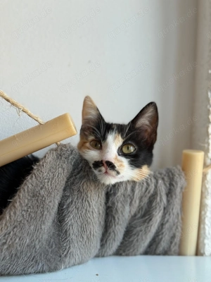 Maneki - ein kleines Wunder sucht ihr großes Glück