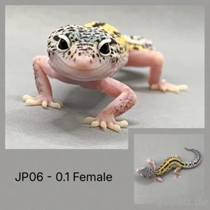 Leopardgecko Bild 2