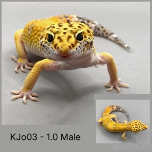 Leopardgecko Bild 5