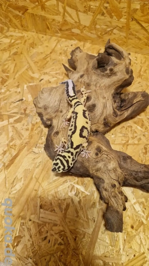 Leopardgecko Weibchen 2020