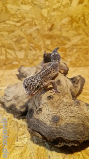 Leopardgecko BN MS  Männchen 