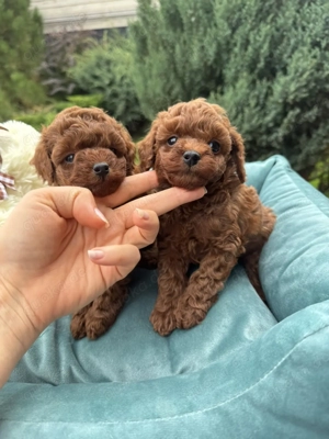 Toy Pudel Teddy  Bild 2 Toy Pudel Teddy  Bild 2