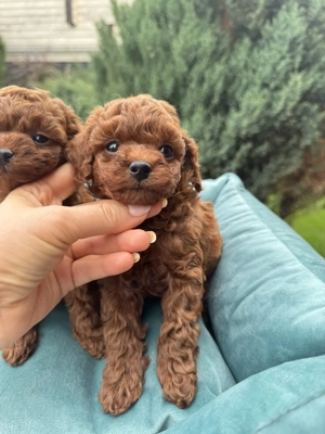 Toy Pudel Teddy  Bild 3 Toy Pudel Teddy  Bild 3