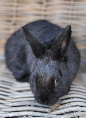 Lieber,sozialer Zwergkaninchen Kastrat sucht Traumzuhause 