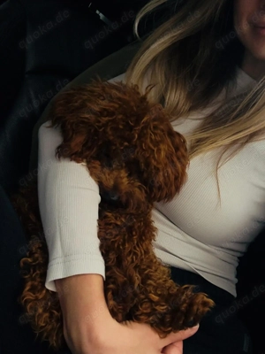 Toy Pudel Teddy  Bild 5 Toy Pudel Teddy  Bild 5