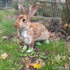 Super liebe,zutrauliche Deutsche Riese Mix Häsin sucht Traumzuhause 