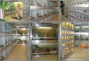 1,0 Python regius, Königspython "Albino" DNZ 2024 Bild 2