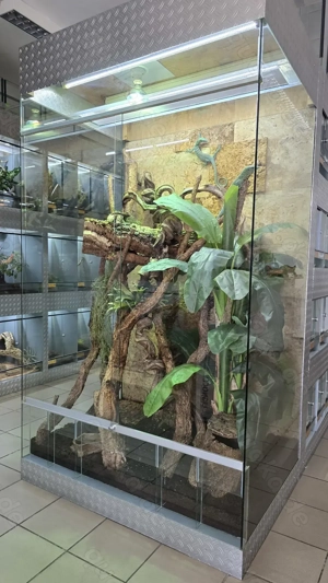 1,0 Python regius, Königspython "Albino" DNZ 2024 Bild 4