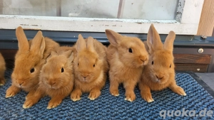 Sachsengold Kaninchen Hasen