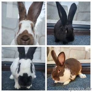 Deutsche Riesen Hasen