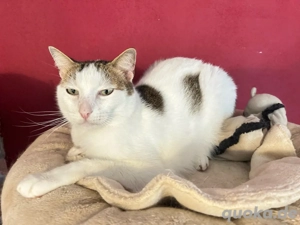 Kater Points sucht seine Menschen 