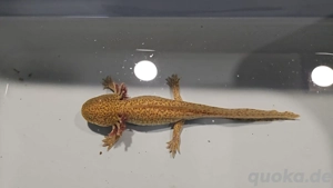 Ein neues zu Hause gesucht!!! Bild 4