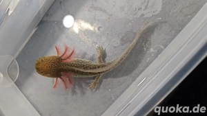 Ein neues zu Hause gesucht!!! Bild 2