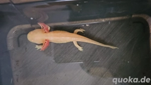 Ein neues zu Hause gesucht!!! Bild 3