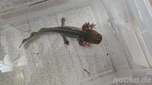 Ein neues zu Hause gesucht!!! Bild 5