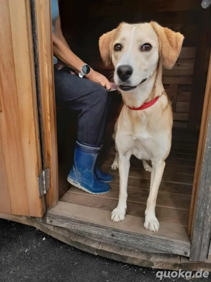 Hündin Dolly sucht ihre Menschen