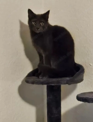 Hey ich bin ein Mix aus Siam BKH und 2 Jahre alt