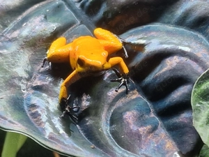 Phyllobates terribilis Gold