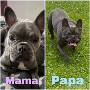 Reinrassige Franzözische Bulldoggenwelpen 