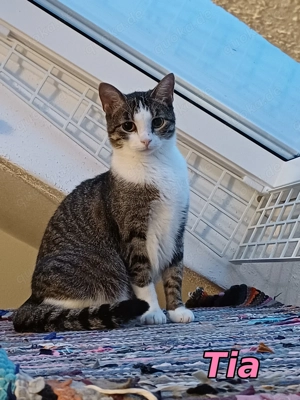 Sanfte Tia wartet auf ihr Traumzuhause