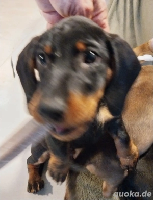 Dackel welpe Bild 5