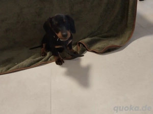 Dackel welpe Bild 3