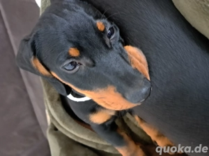 Dackel welpe Bild 2