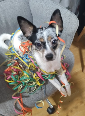 Junge, süße Tilly sucht neues Zuhause 