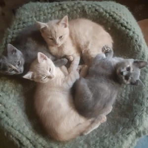 Verschmustes Katzenbaby