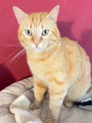 Kater Billy sucht seine Menschen 