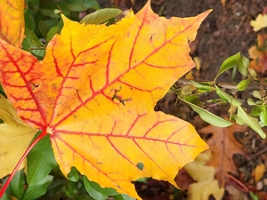 Nette kleine Familie sucht Wohnung