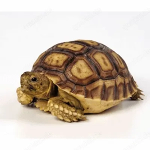 Wasser und Landschildkröten