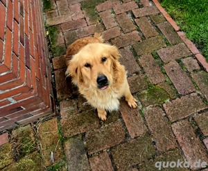 Goldener Retriever 
